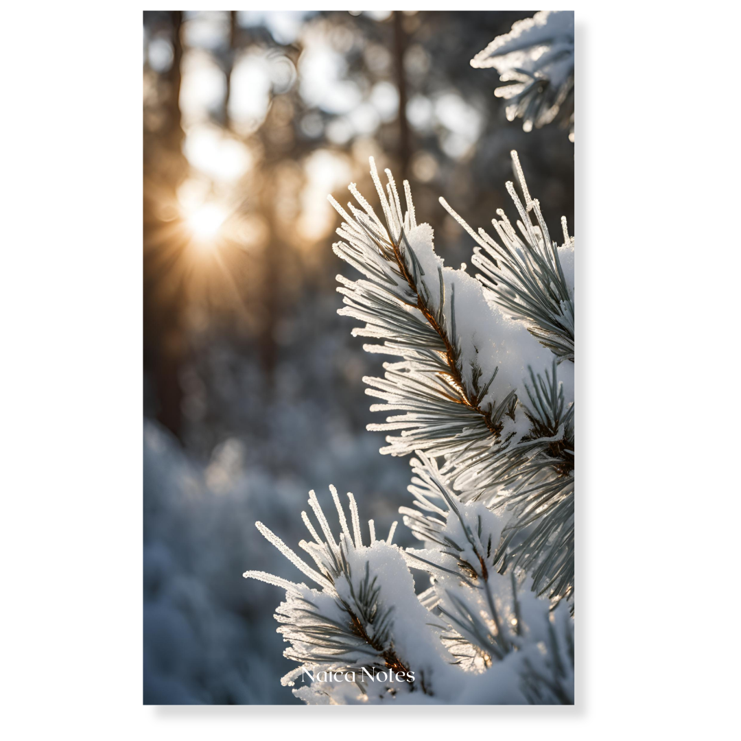 Dashboard: Sunlit Snow